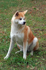 Akita ken or japanese akita. Cute akita inu on a green meadow