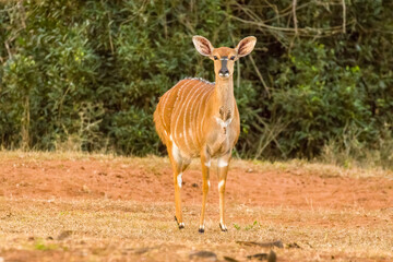 Vigilant female nyala