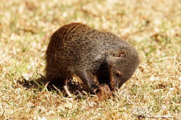 Banded mongoose inspecting potential food