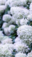 White caps of hydrangea flowers in the garden