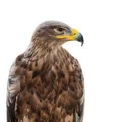 Obraz premium golden eagle