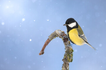 Colorful great tit ( Parus major ) perched on a tree trunk, photographed in horizontal, winter...