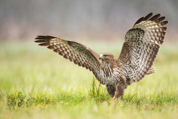 Common buzzard Buteo buteo in the fields in winter snow, buzzards in natural habitat, hawk bird on the ground, predatory bird close up winter bird 