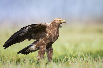 Naklejka na ściany i meble Birds of prey - Lesser Spotted Eagle ( Aquila pomarina )