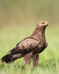 Birds of prey - Lesser Spotted Eagle ( Aquila pomarina )