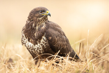 Fototapeta premium Common buzzard (Buteo buteo) in the fields in winter snow, buzzards in natural habitat, hawk bird on the ground, predatory bird close up winter bird 