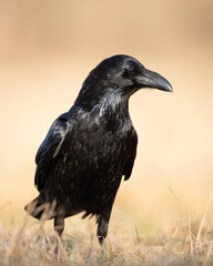 A beautiful raven (Corvus corax) walking among meadow North Poland Europe