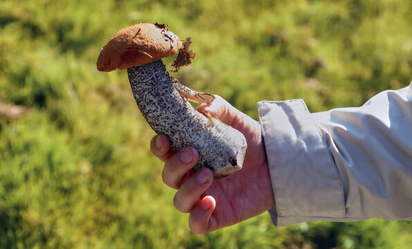 Mushroom Borovik in hand. Autumn white mushrooms. Detail of spring boletus.