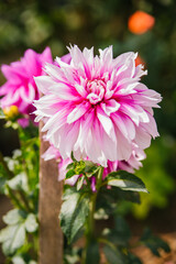 Obraz premium A wonderful pink dahlia in the botanical garden. Pink autumn flower.