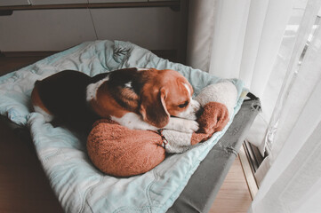 Beagle puppy bite dolls on a bed. Cute Beagle dog . sleeping beagle with dolls.