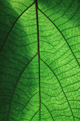 Naklejka na ściany i meble background texture green leaf structure macro photography