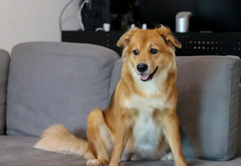 A mixed breed dog with folded ear sitting in sofa.
