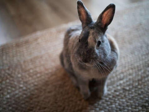 A small decorative rabbit lying on a floor at home.