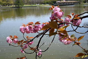 blossom in spring
桜のとき
