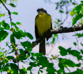 The rusty-margined flycatcher (Myiozetetes cayanensis) is a species of bird in the family Tyrannidae, the tyrant flycatchers.

It is found in northern and central South America in Bolivia, Brazil, Col
