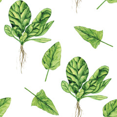 Watercolor Spinach with root seamless pattern on white background. Greenery hand drawing illustration. Fresh green leaf for salad. Healthy food.