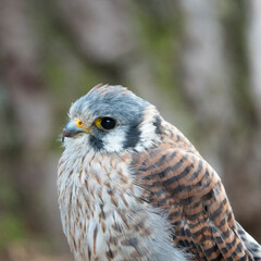 falcon looking in different directions