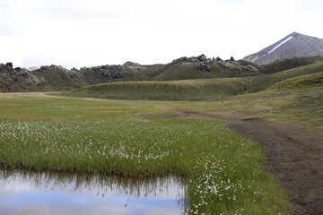 Obraz premium green meadows and river streams