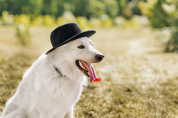 Portrait of White swiss shepherd dog in autumn park.