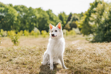 White swiss shepherd dog in autumn park.