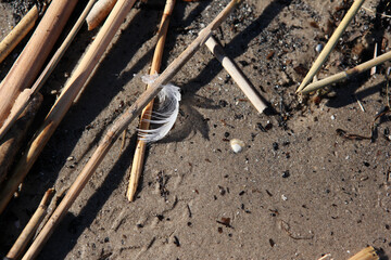 Washed up reeds from the bay, and a small feather in the middle of it all.