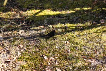 A thrush in the spring sunshine, warm in the mossy grass.