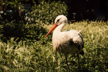 Gorgeous close up shot of an adult stork walking on grass on a sunny day in summer.