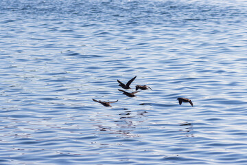 Birds fly over the surface of the sea. Wild birds in their natural habitat. Sea of Okhotsk. Nature of the Magadan region, Far East of Russia. Shallow depth of field.