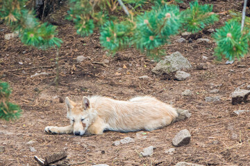 A wolf cub sit in forest on the ground