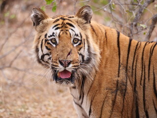 Fototapeta premium Matkasur tiger in Tadoba National Park