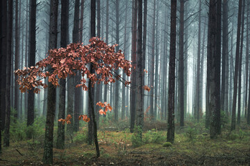 Misty autumn forest. Red autumn in misty forest. Morning fog in autumn forest