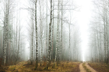 Fototapeta na wymiar Misty autumn forest. Red autumn in misty forest. Morning fog in autumn forest