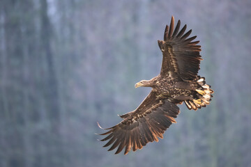 Obraz na płótnie Canvas Majestic predator White-tailed eagle, Haliaeetus albicilla in Poland wild nature