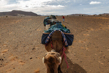 Camel caravan in the Sahara desert. View from camel back. Camel riding