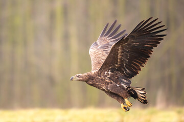 Majestic predator White-tailed eagle, Haliaeetus albicilla in Poland wild nature