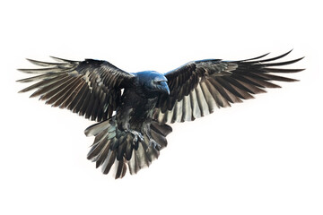 Birds flying ravens isolated on white background Corvus corax. Halloween - flying bird