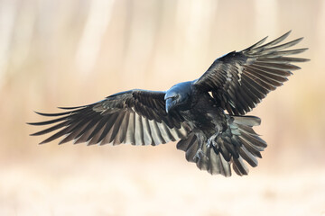 A beautiful raven (Corvus corax) flying bird North Poland Europe