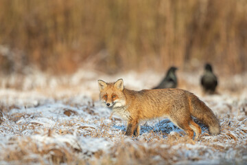 Naklejka na ściany i meble Fox (Vulpes vulpes) in autumn scenery, Poland Europe, animal walking among winter meadow in amazing warm light