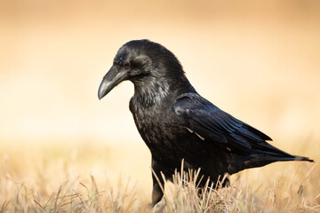 A beautiful raven (Corvus corax) walking among meadow North Poland Europe