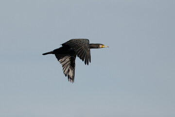 cormorant flying sideways again