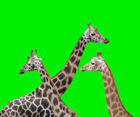three giraffes on a green background