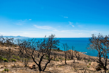 forest and sea