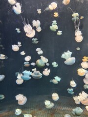 Fototapeta na wymiar jellies in the water