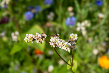 wasp on pink white flowers of buckwheat fagopyrum esculentum plant and heart shaped leaf with colourful wildflowers blurred in the background