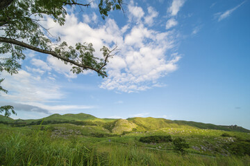 夏の爽やかな青空と緑の野原
