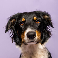 portrait of Border Collie, 1.5 years old, looking at camera against purple background