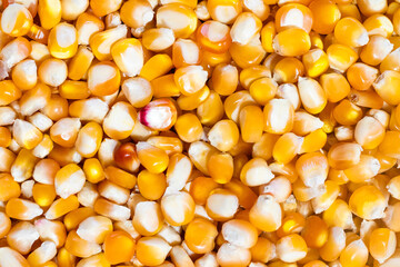 Organic yellow corn seeds for planting or food