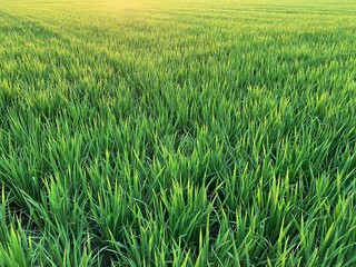 A rice field in the morning dew that shines in the morning sun. It is a leaf of the rice plant growing.
