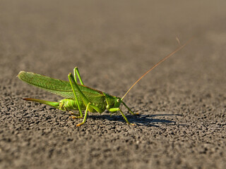 A green grasshopper on a bicycle path. - obrazy, fototapety, plakaty