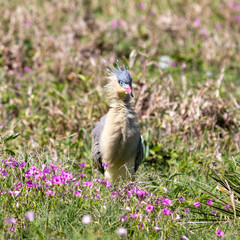 Photograph of a Whistling heron. The bird was found on the beach of Xangri-lá, in Rio Grande do Sul, Brazil.
